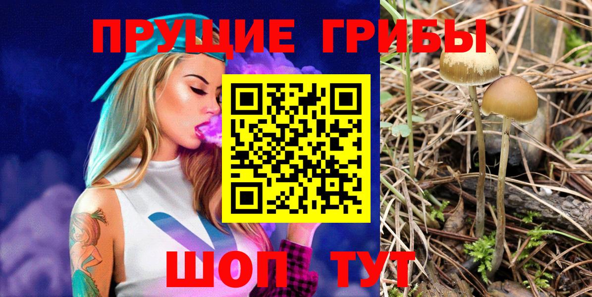 Псилоцибиновые грибы Psilocybine cubensis Гусиноозёрск